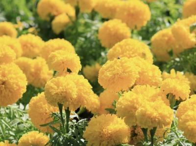Marigold Yellow Flowers loose